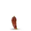 Graines de piment Naga Black