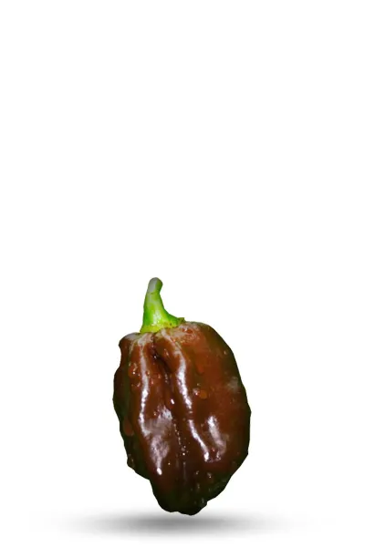 Chocolate Habanero Chili Seeds