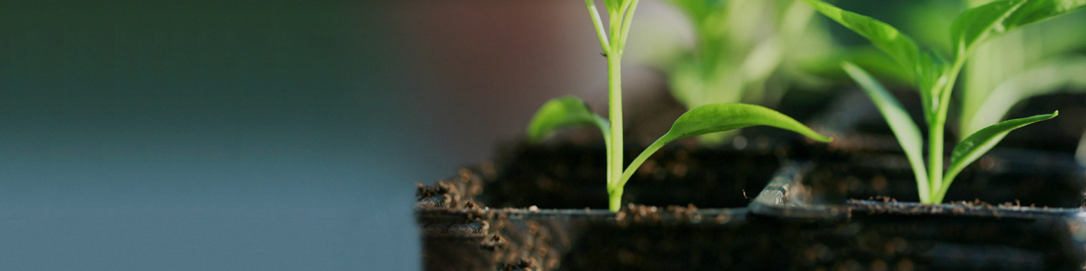 chili pepper plants